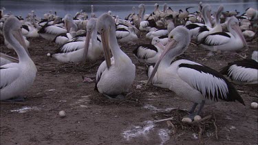 Colony  of Pelicans nesting with eggs