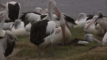 Pair of  Pelicans, one rolls egg under breast feathers and sits down