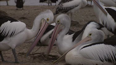 Pair of Pelicans nest building