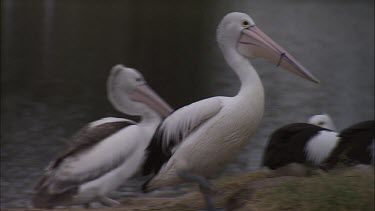 Pelican bringing nesting material  to mate