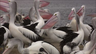 Breeding colony of Pelicans