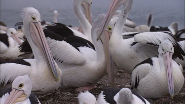Breeding colony of Pelicans