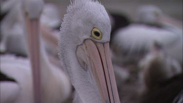 Pelican and hatchling eating regurgitated food
