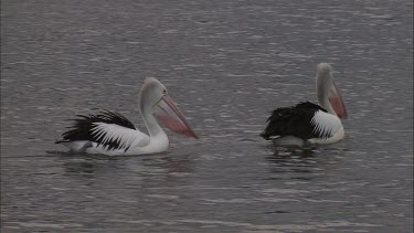 Pair of courting Pelicans swimming and walking