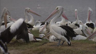 Flock of breeding Pelicans