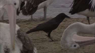 Crow walks through Pelican flock