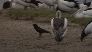 Crow walks through Pelican flock