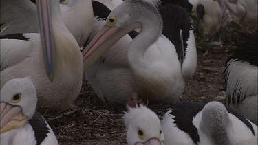 Flock of Pelicans nesting