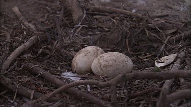 Pelican eggs in nest
