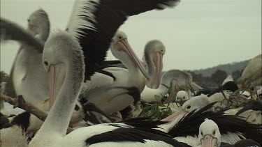 Flock of Pelicans and Ibis