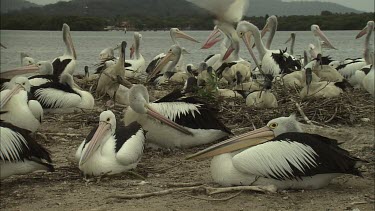 Flock of Pelicans