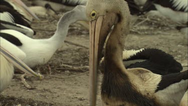 Close up of oiled Pelican trying to preen oil