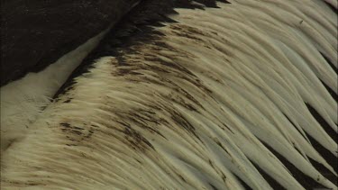 Close up of oiled Pelican feathers