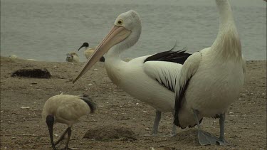 Flock of Pelicans fly inbehind pelican colony