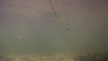 Murky underwater scene of Pelicans