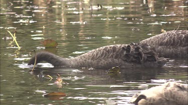 Black Swans feeding