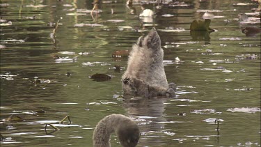 Black Swans Cygnets swimming and feeding with adult