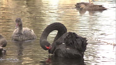 Black Swan preening