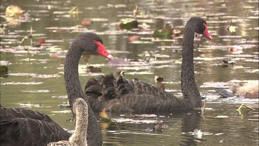 Black swans swimming