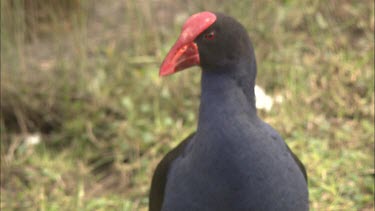 Purple Swamp Hen foraging