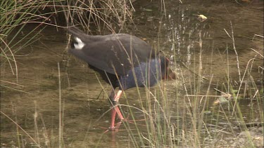 Purple Swamp Hen foraging