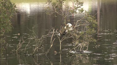 Dusky Moorhen swimming and Little Pied Cormorant perched in a tree