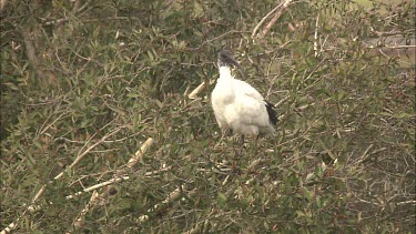 Australian White Ibis perched in a tree