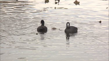 Eurasian Coot's and Dusky Moorhen's swimming
