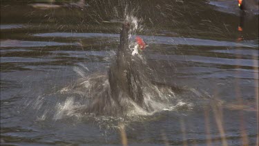 Dusky Moorhen fighting in a pond