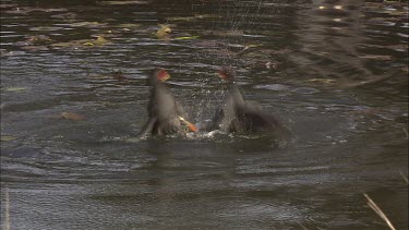 Dusky Moorhens fighting in a pond