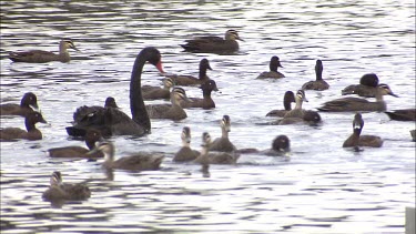 Black Swans, Hardhead's and Pacific Black Ducks swimming