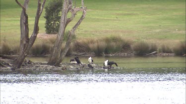 Pied Cormorant and other waterbirds resting