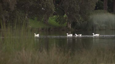 Pilgrim Geese flock swimming