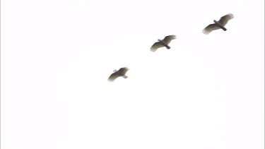 Yellow-crested Sulphur-Crested Cockatoos in flight