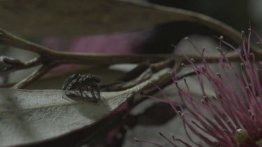 Peacock spider rotating on leaf