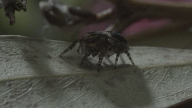 Peacock spider rotating on leaf