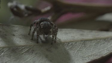 Peacock spider rotating on leaf