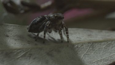 Peacock spider rotating on leaf