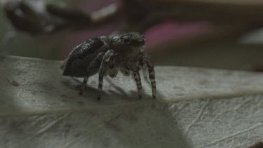 Peacock spider rotating on leaf