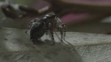 Peacock spider rotating on leaf