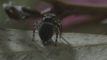 Peacock spider rotating on leaf