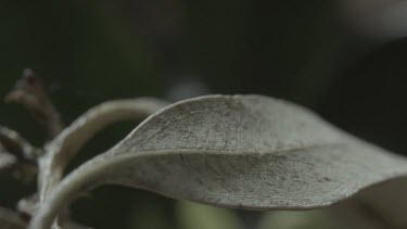 Peacock spider standing and rotating on leaf