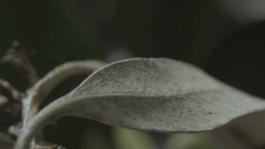 Peacock spider standing and rotating on leaf