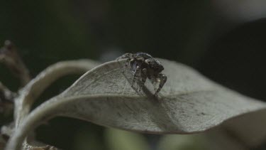 Peacock spider standing and rotating on leaf