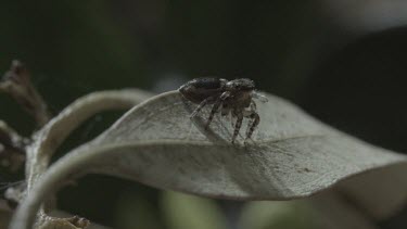 Peacock spider standing and rotating on leaf