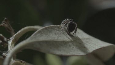 Peacock spider standing and rotating on leaf