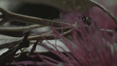 Peacock spider walking along stick