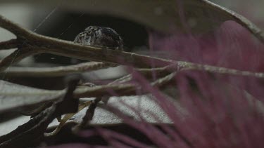 Peacock spider walking along stick