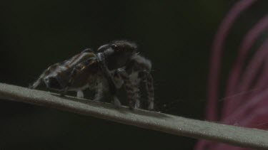 Peacock spider rotating on leaf