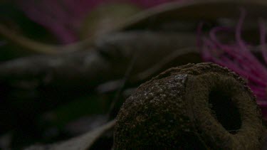 Peacock spider